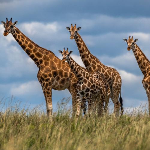 Превью фотографии фотографа Лозицкий Александр