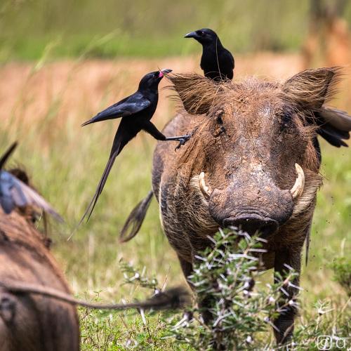Превью фотографии фотографа Лозицкий Александр