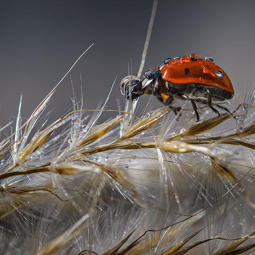 Preview Photographer\'s photo Неля Рачкова