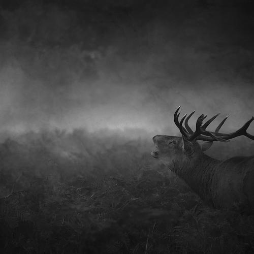 Превью фотографии фотографа Robert Fabrowski