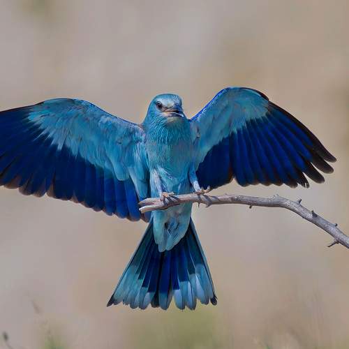 Превью фотографии фотографа Стефан Дянков