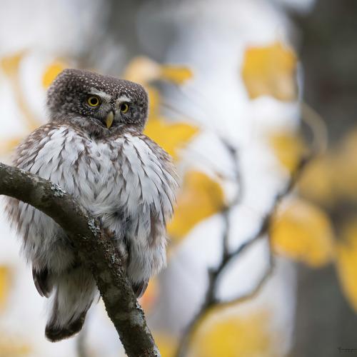 Превью фотографии фотографа Юрий Андреев