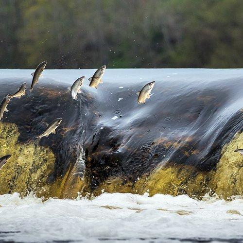 Превью фотографии фотографа Tamara Patrejeva