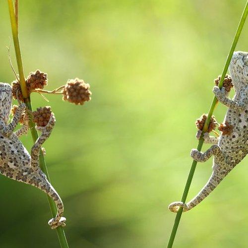 Превью фотографии фотографа mehmet