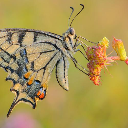 Превью фотографии фотографа stefano.tassano