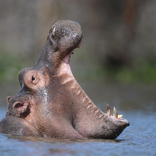 Превью фотографии фотографа Александр Маркелов