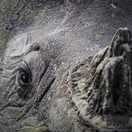 Превью фотографии фотографа Arpan Saha