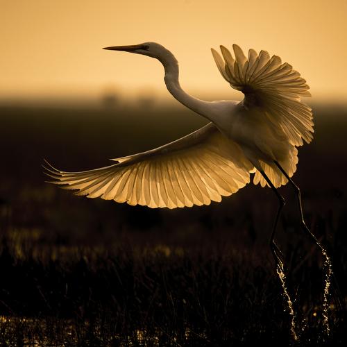 Превью фотографии фотографа Arpan Saha