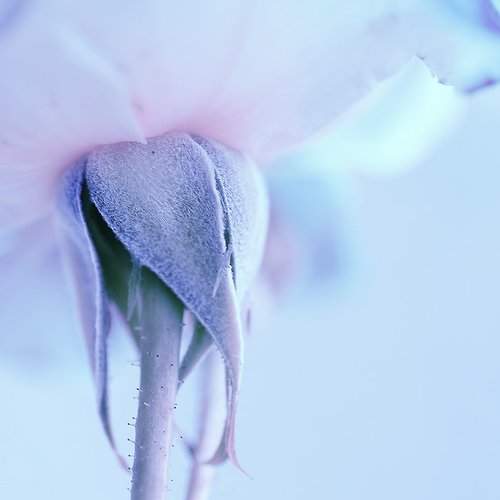 Preview Photographer\'s photo Emma Marashlyan