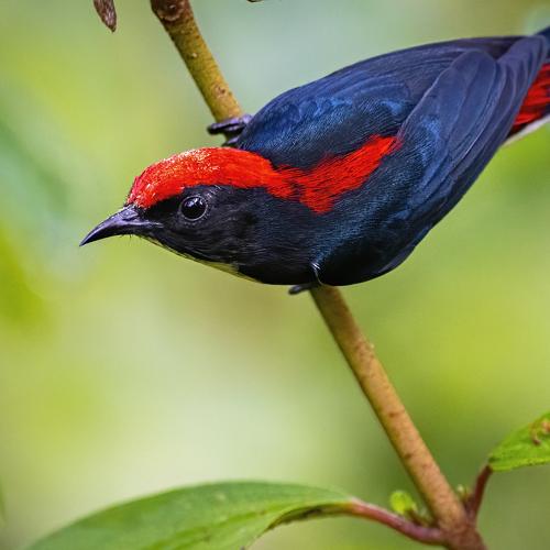 Preview Photographer\'s photo Arpan Saha