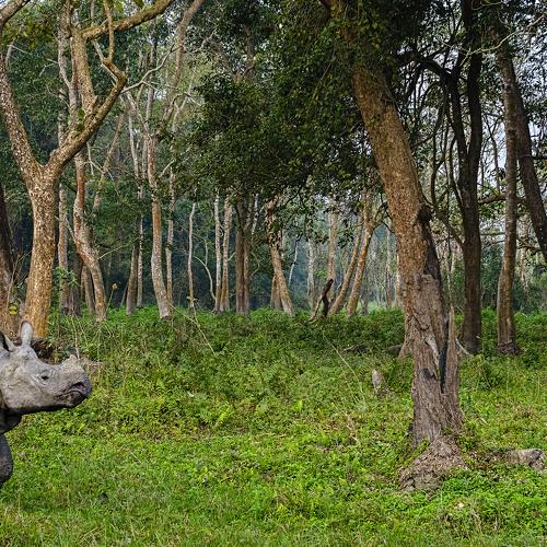 Превью фотографии фотографа Arpan Saha