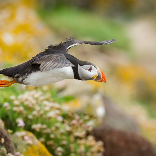 Превью фотографии фотографа Marcin Kaczmarkiewicz