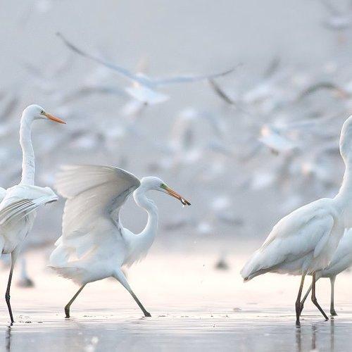 Превью фотографии фотографа olesniczanin