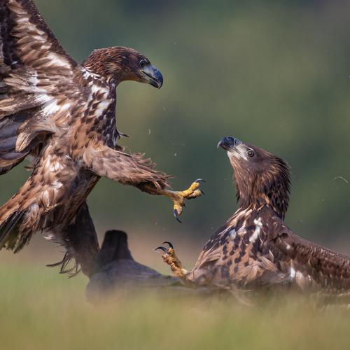 Превью фотографии фотографа Lukasz Dobkowski