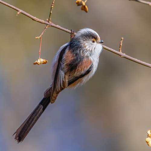 Preview Photographer\'s photo Adamov Eddie