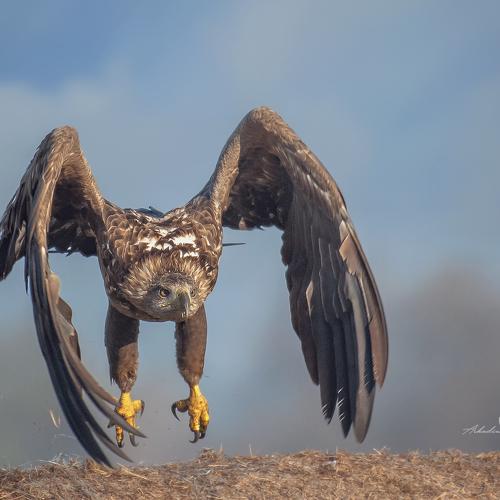 Превью фотографии фотографа Arkadiusz Michalak