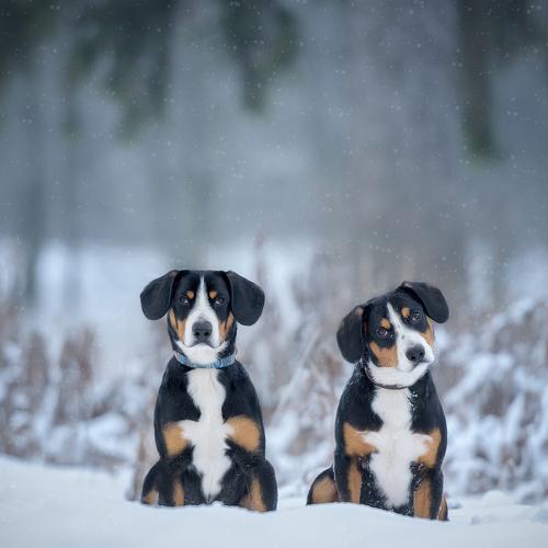 Превью фотографии фотографа Kovaleva Irina