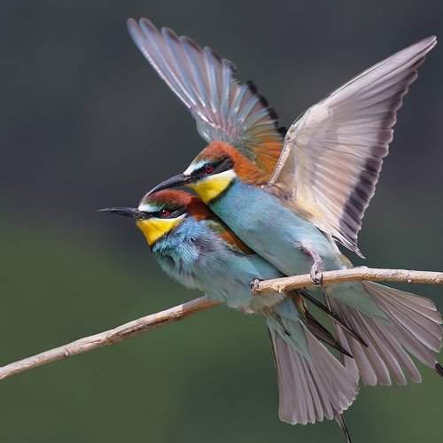 Превью фотографии фотографа Стефан Дянков