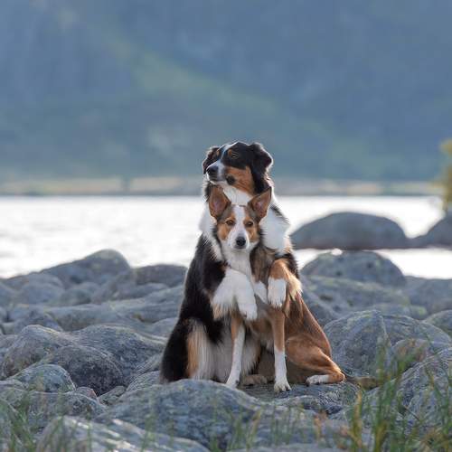 Превью фотографии фотографа Kovaleva Irina