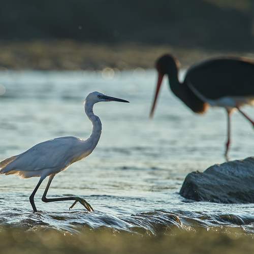Превью фотографии фотографа Калин Ботев