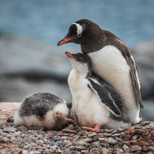 Превью фотографии фотографа Лозицкий Александр