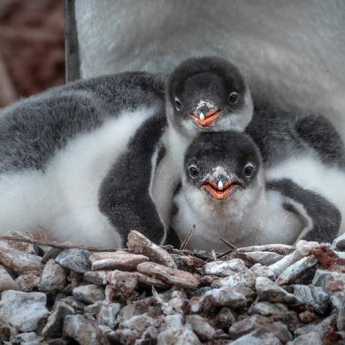 Превью фотографии фотографа Лозицкий Александр