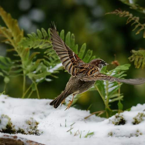 Preview Photographer\'s photo Sibé