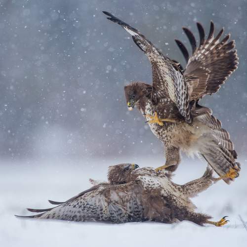 Превью фотографии фотографа Lukasz Dobkowski