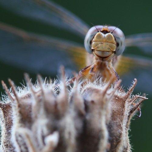 Превью фотографии фотографа Александр Журавлёв