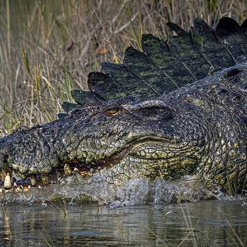 Preview Photographer\'s photo Arpan Saha