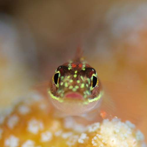 Превью фотографии фотографа Dmitry Chikishev