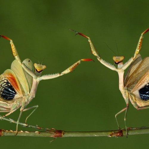 Preview Photographer\'s photo Baglar Hasan