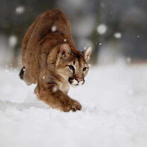 Превью фотографии фотографа Michaela Firešová