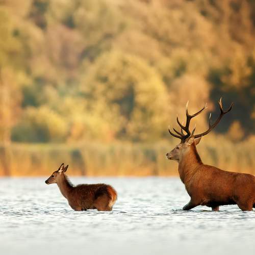 Превью фотографии фотографа Wojciech Grzanka