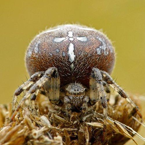 Превью фотографии фотографа Юлия Втюрина