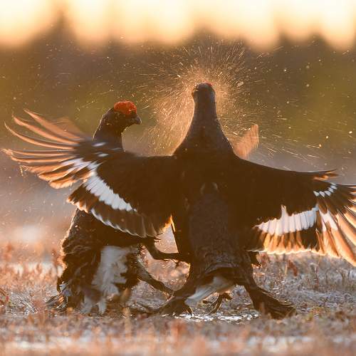 Превью фотографии фотографа Калинин Михаил