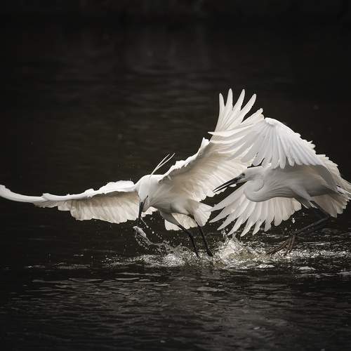 Превью фотографии фотографа Олег Токарев