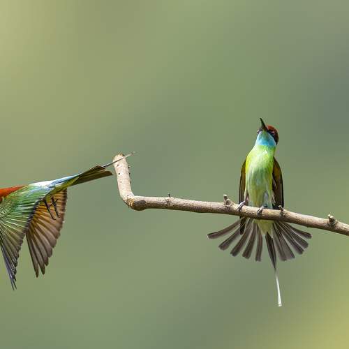 Превью фотографии фотографа Олег Токарев