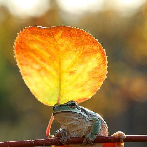 Preview Photographer\'s photo mehmet