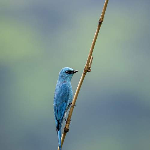 Превью фотографии фотографа Олег Токарев