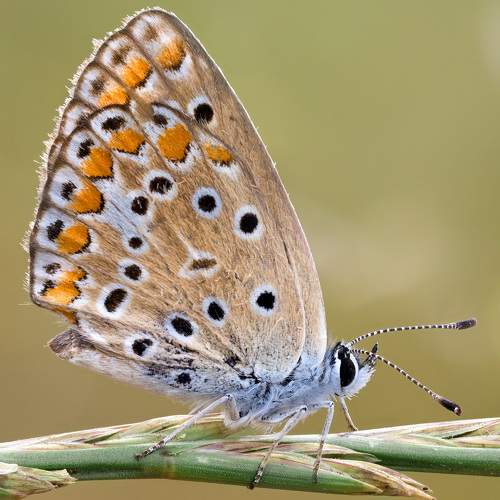 Превью фотографии фотографа Andrey Ostapenko