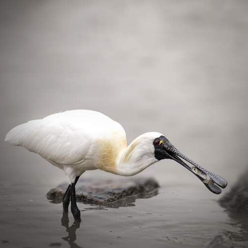 Preview Photographer\'s photo Олег Токарев