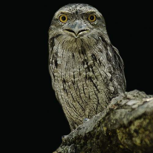 Preview Photographer\'s photo ferrara carmel