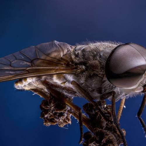 Превью фотографии фотографа Andrey Ostapenko