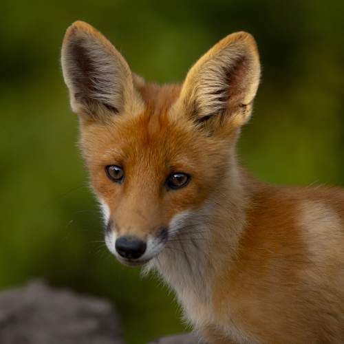 Preview Photographer\'s photo Валерий Черняк