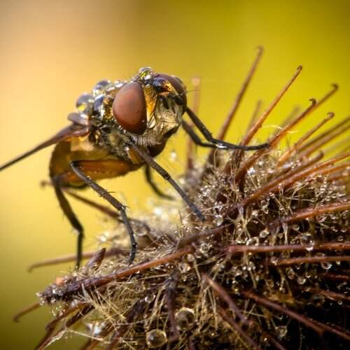 Превью фотографии фотографа Germanic