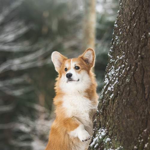 Превью фотографии фотографа Мороз Ирина