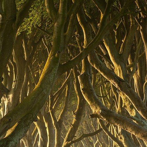 Превью фотографии фотографа Евгений Ремизов