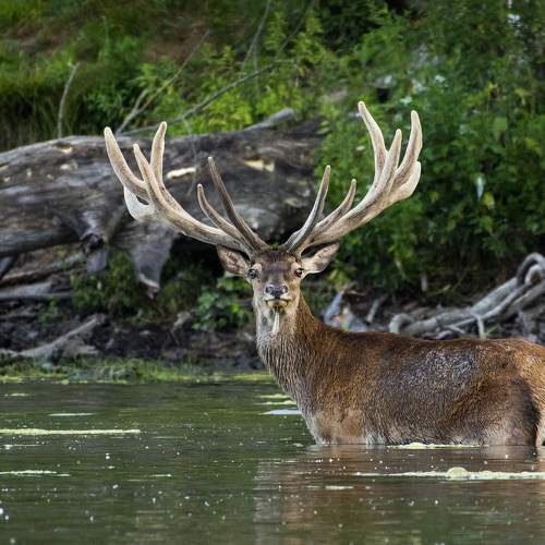 Preview Photographer\'s photo Predrag Kostin