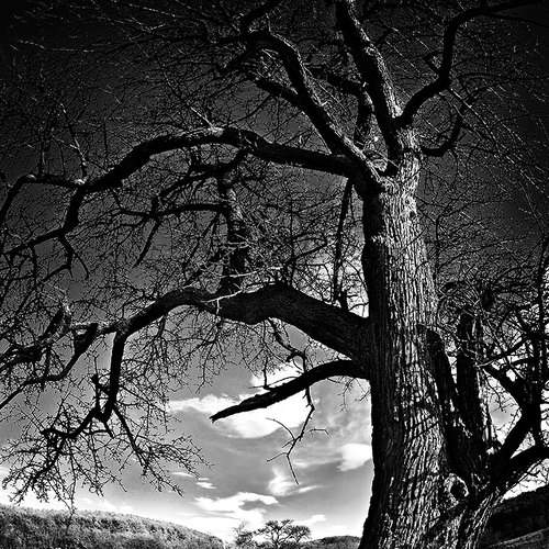 Preview Photographer\'s photo Dr Didi Baev